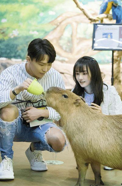 张恒爆料狗狗视频大全,狗狗视频大全，萌宠瞬间集结  第1张